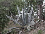 rome2001_dov tivoli hadrians villa cactus