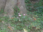 rome2001_cvt tivoli villa deste cyclamen