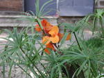 rome2001_joc ninfa canna and papyrus