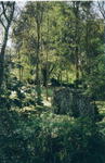 rome2001_kca ninfa wall w trees