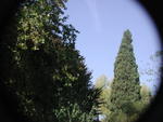 rome2001_kgk ninfa olives and cypress