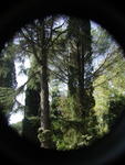 rome2001_kgl ninfa pine and cypress