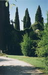rome2001_kha ninfa tall cypress tress