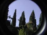 rome2001_khi ninfa cypresses x
