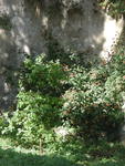 rome2001_knv ninfa large rose bush 2
