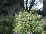 rome2001_knx ninfa large rose bush