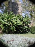 rome2001_koe ninfa lavendar hedge banana palms tower