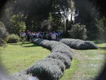 rome2001_kog ninfa lavendar hedge 2