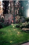 rome2001_kqa ninfa copse