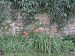 rome2001_krc ninfa daylily