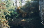 rome2001_kza ninfa pyracanthra 2