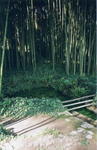 rome2001_lda ninfa bamboo