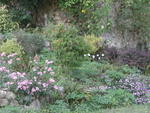 rome2001_lre ninfa purple flowers