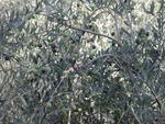 rome2001_lji sermoneta olive tree 1