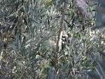rome2001_ljj sermoneta olive tree 2