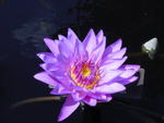 Longwood Gardens, 2005