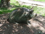 lwood2005_DSC01780