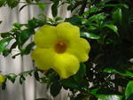 lwood2005_DSC01793
