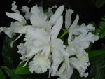 lwood2005_DSC01809