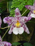 lwood2005_DSC01810