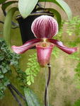 lwood2005_DSC01811