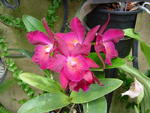 lwood2005_DSC01812