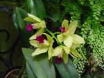 lwood2005_DSC01813