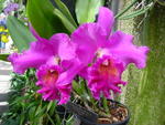 lwood2005_DSC01814