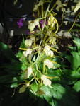 lwood2005_DSC01815
