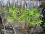 lwood2005_DSC01819