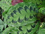 lwood2005_DSC01824
