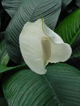 lwood2005_DSC01826