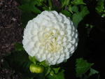 lwood2005_DSC01831