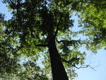 lwood2005_DSC01837