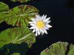 lwood2005_IM001596