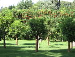 p_Rome2006 229