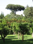 p_Rome2006 230