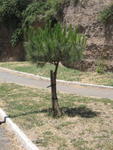 p_Rome2006 156