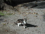 2001eie orvieto cat