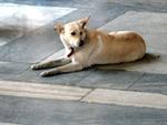 Roman Dog