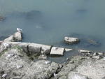 Tiber River's Edge