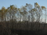 Northwest Missouri Landscape IX:: Waving Trees