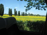 Sunflower Field