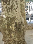 Plane tree:  Detail of trunk and bark
