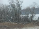 Trees I