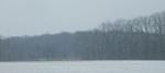 Trees on the Horizon I