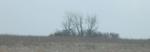 Trees on the Horizon II