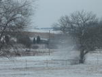 Trees in the Snow I