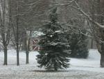 Trees in the Snow II