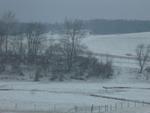 Trees in the Snow III